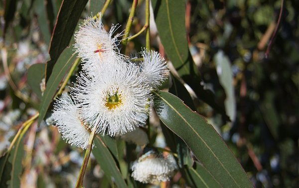 L'eucalyptus, antiseptique