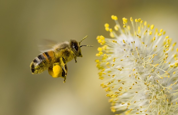 Abeille transportant du pollen